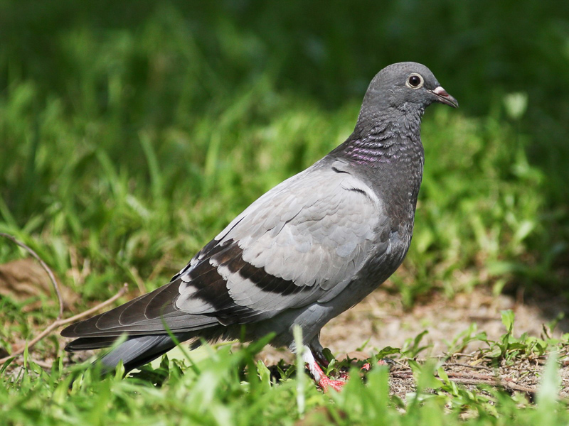 Rock Dove 原鴿