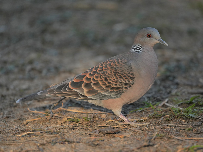 Oriental Turtle Dove 山斑鳩