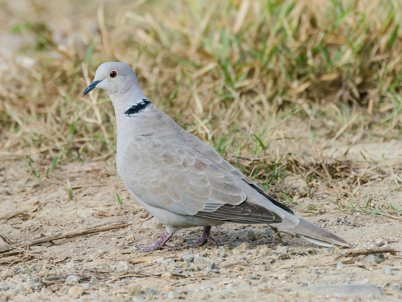 Eurasian Collared Dove 灰斑鳩