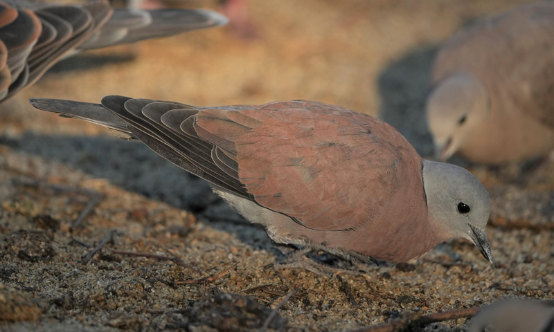 Red Collared Dove 火斑鳩