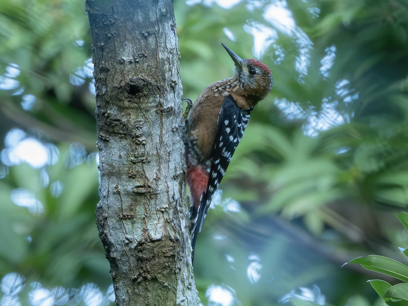 Rufous-bellied Woodpecker 棕腹啄木鳥