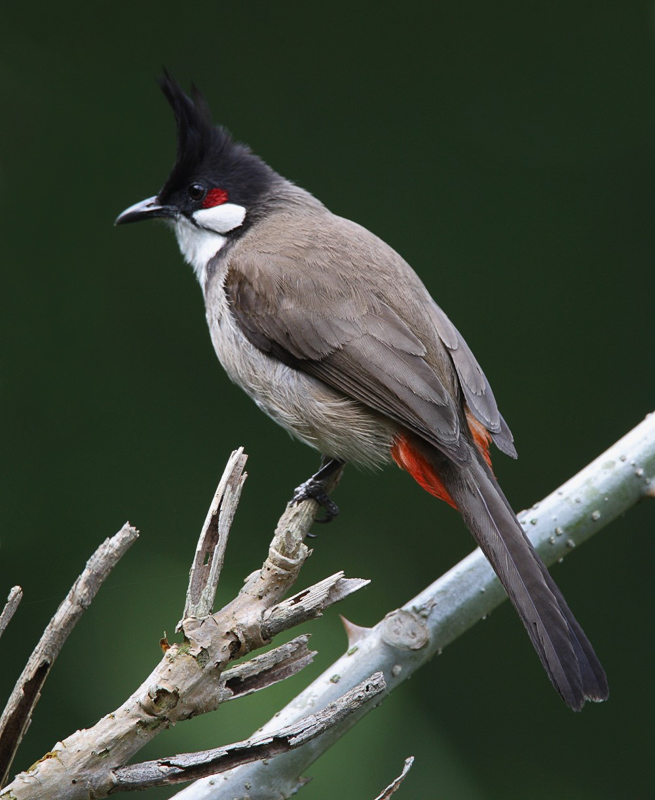 Red-whiskered Bulbul 紅耳鵯