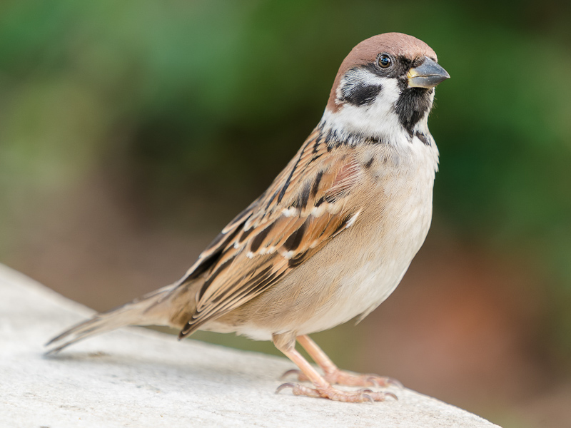 Eurasian Tree Sparrow 樹麻雀