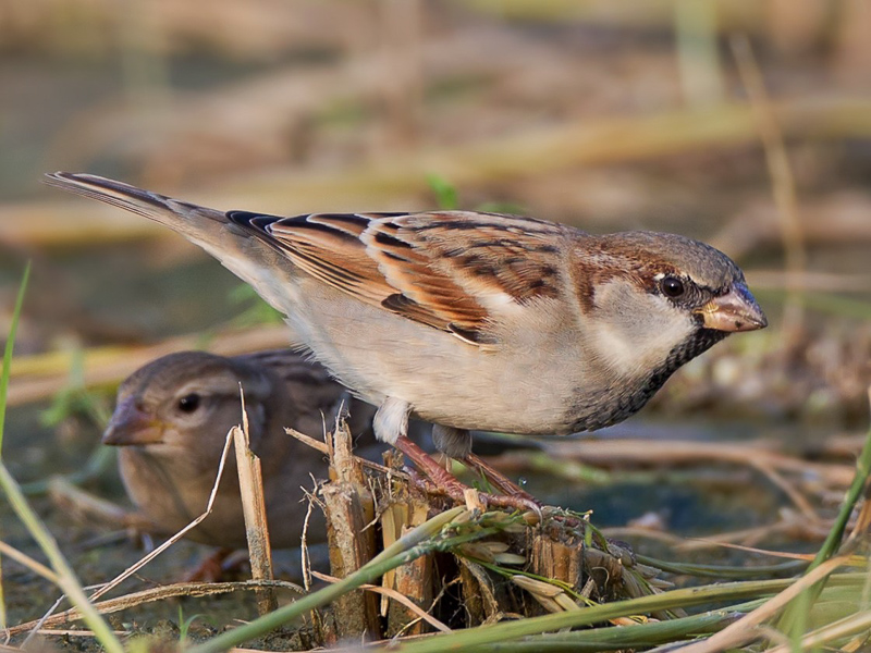 House Sparrow 家麻雀